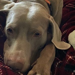 Meet your Posher, Ye